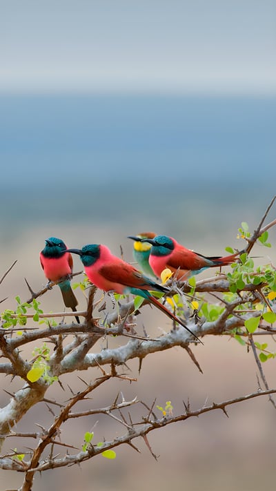 Northern carmine and European bee-eaters in Mkomazi National Park, Tanzania (© webguzs/Getty Images) mobile wallpaper