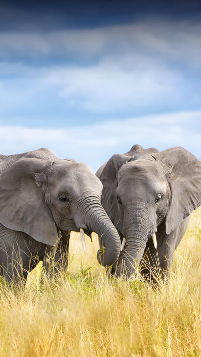 A family of African elephants in Tarangire National Park, Tanzania (© Vicki Jauron, Babylon and Beyond Photography/Getty Images) mobile wallpaper