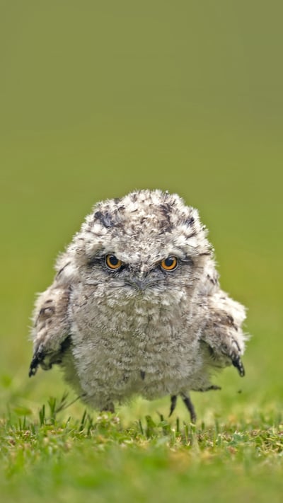 Tawny frogmouth chick, Australia (© SnapRapid/Offset by Shutterstock) mobile wallpaper