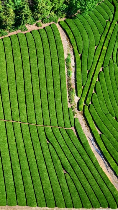 ｢宇治の茶畑｣京都府, 宇治市 (© Tuul and Bruno Morandi/Alamy Stock Photo) mobile wallpaper