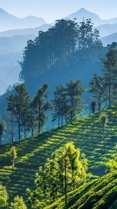 慕那尔山区的茶园,印度喀拉拉邦 (© SvitlanaBelinska/iStock/Getty Images Plus) mobile wallpaper