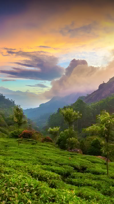 Tea plantation near Munnar, Kerala, India (© Peter Zelei Images/Getty Images) mobile wallpaper