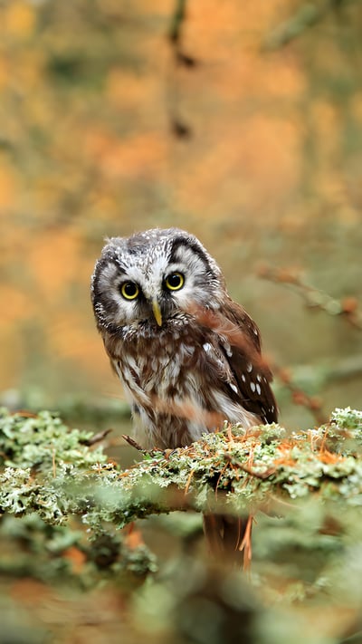Boreal owl in a forest in Central Europe (© Ondrej Prosicky/Alamy) mobile wallpaper