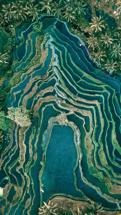 Tegallalang terrace farms in Ubud, Bali, Indonesia (© Cavan Images/Adobe Stock) mobile wallpaper