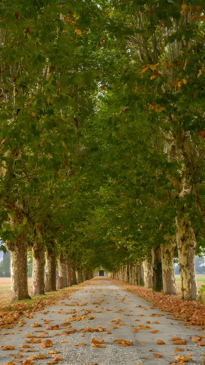 Viale alberato, Pinerolo, Torino, Piemonte (© Diana Robinson Photography/Moment) mobile wallpaper