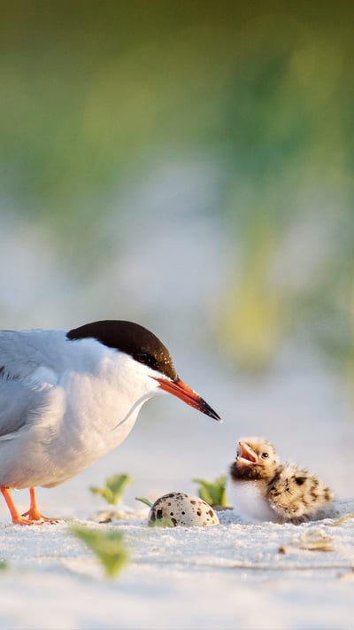 Common tern father with chick, Nickerson Beach, Long Island, New York (© Vicki Jauron, Babylon and Beyond Photography/Getty Images) mobile wallpaper