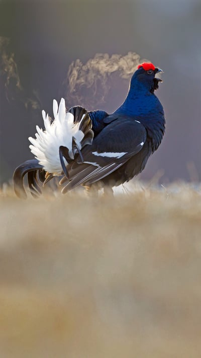 Black grouse male calling at a lek site in Kuusamo, Finland (© Oliver Smart/Alamy) mobile wallpaper