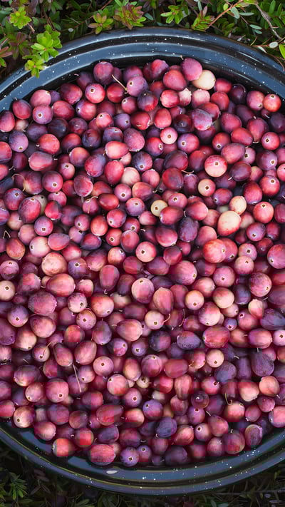 A bowl full of cranberries, Ontario, Canada (© plainpicture/Design Pics/Julie DeRoche) mobile wallpaper