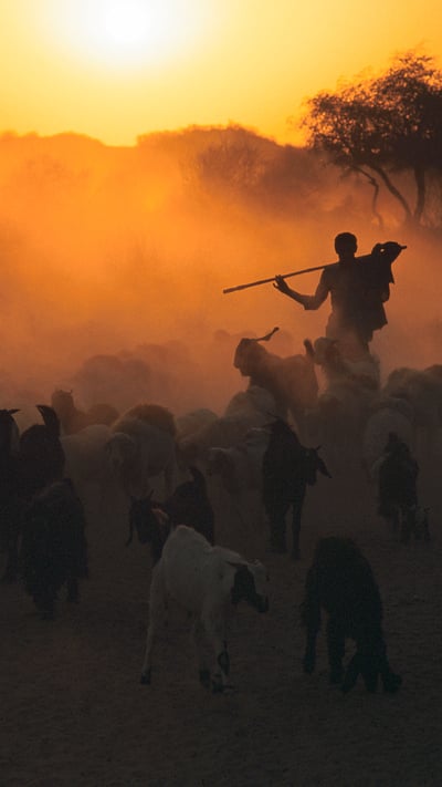 Shepherd with flock of sheep at dawn, Thar desert (© Laurent Geslin/Minden Pictures) mobile wallpaper