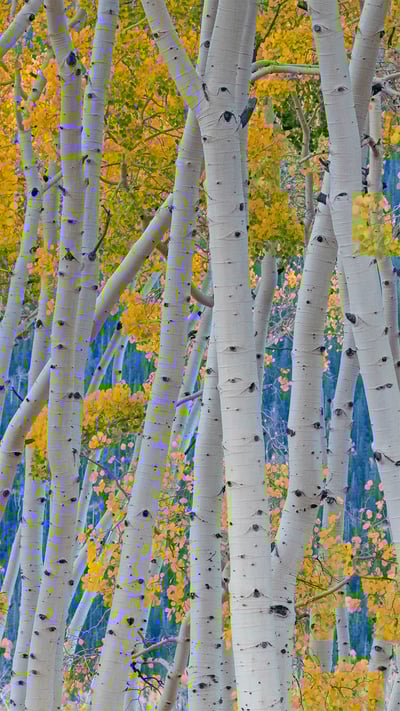 Quaking aspens of Pando in Fishlake National Forest, Utah (© Don Paulson/Danita Delimont) mobile wallpaper