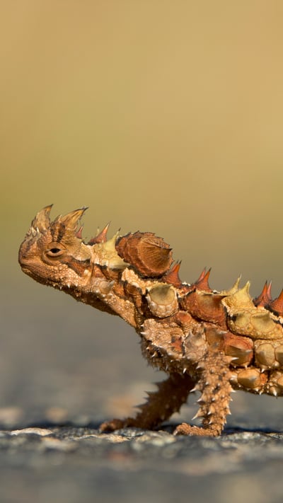 Thorny Devil (Moloch horridus) in Watarrka National Park, Northern Territory (© Yva Momatiuk and John Eastcott/Minden Pictures) mobile wallpaper