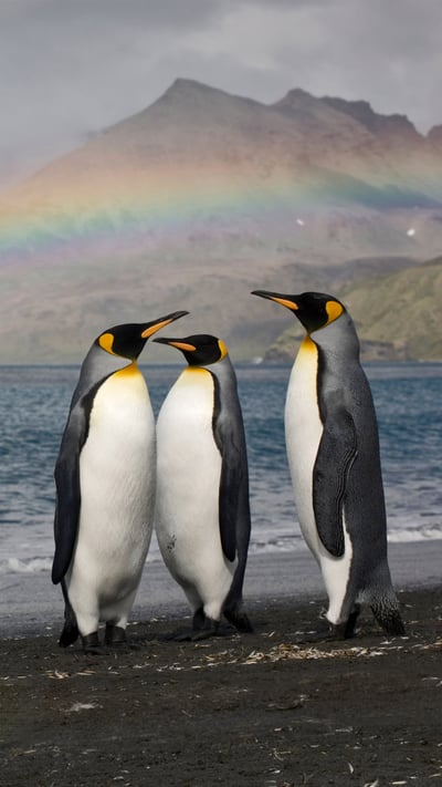 Three king penguins on the shore of St. Andrew's Bay, South Georgia Island (© Paul Souders/Getty Images) mobile wallpaper