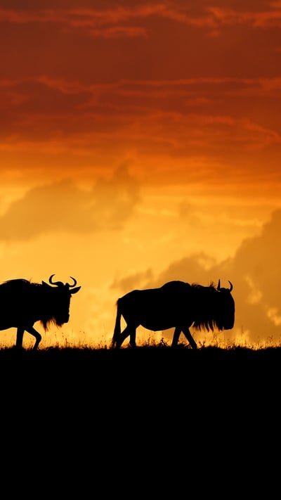 Wildebeests in the Maasai Mara National Reserve, Kenya (© Matt Polski/Getty Images) mobile wallpaper