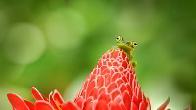 Hoppin' into National Frog Month