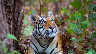 The jungle queen