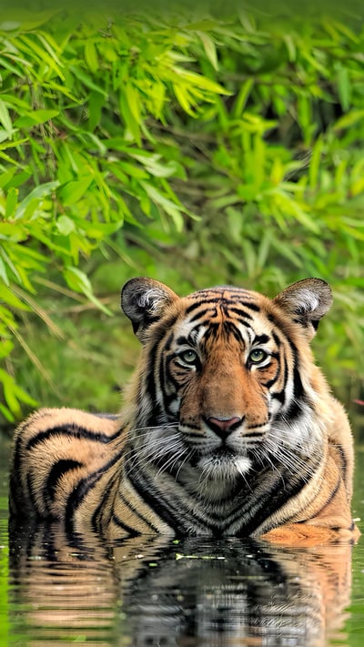 Bengal tiger, Ranthambore National Park, India (© Andy Rouse/Minden Pictures) mobile wallpaper