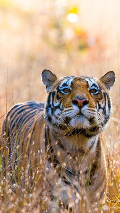 Tiger in Kanha National Park in Madhya Pradesh, India (© Trevor Scouten/Shutterstock) mobile wallpaper