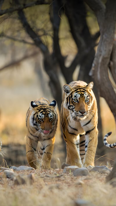Tiger family a stroll one early morning at Ranthambhore National Park, Rajasthan, India (© Archna Singh/Shutterstock) mobile wallpaper