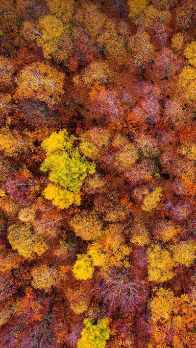 Bohemian Switzerland National Park near Tisá, Czech Republic (© Amazing Aerial Agency/Offset) mobile wallpaper