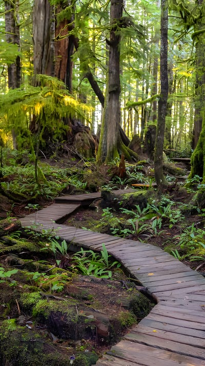Wooden path to Kennedy Lake, Vancouver Island, BC, Canada (© EB Adventure Photography/Shutterstock) mobile wallpaper