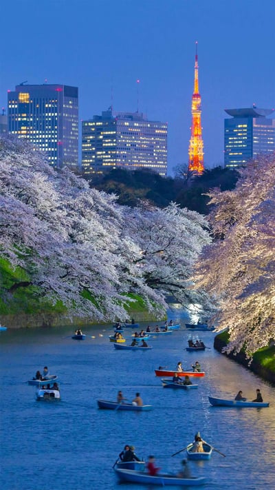 Cherry trees in full bloom near the Imperial Palace with Tokyo Tower in the background, Tokyo, Japan (© Jon Arnold/Danita Delimont) mobile wallpaper