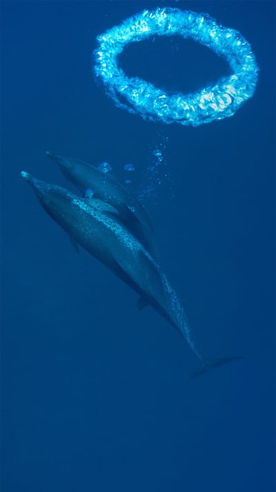 「バブルリングを吐くイルカ」バハマ, バハマ・バンクス (© Hiroya Minakuchi/Minden Pictures) mobile wallpaper