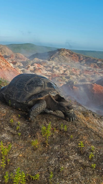 Giant tortoises on Alcedo Volcano in the Galápagos Islands (© Tui De Roy/Minden Pictures) mobile wallpaper