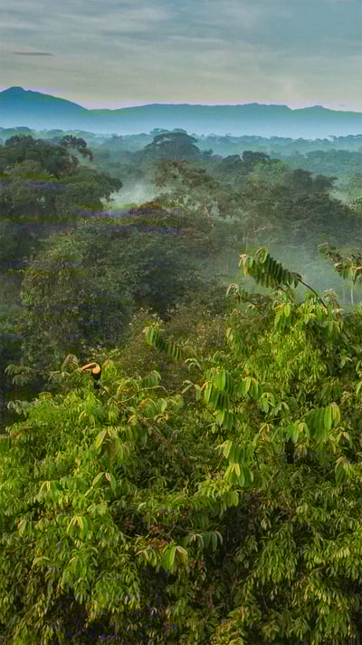 Black-mandibled toucan in the rainforest canopy of La Selva Biological Station in Costa Rica (© Greg Basco/Minden Pictures) mobile wallpaper