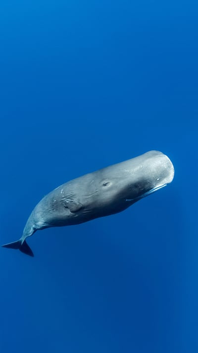 Sperm whale off the coast of Roseau, Dominica, in the Caribbean Sea (© Tony Wu/Minden Pictures) mobile wallpaper