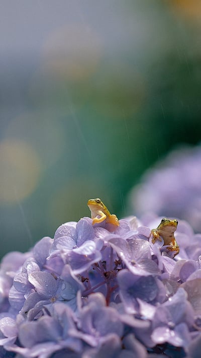 大叶绣球花上的一对日本树蛙,日本滋贺 (© Mitsuhiko Imamori/Minden) mobile wallpaper