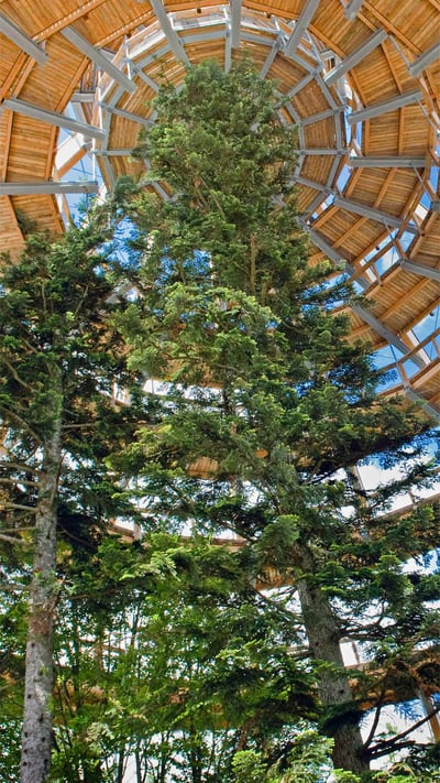 A treetop walkway in the Bavarian Forest National Park, Neuschönau, Germany (© imageBROKER/Alamy) mobile wallpaper