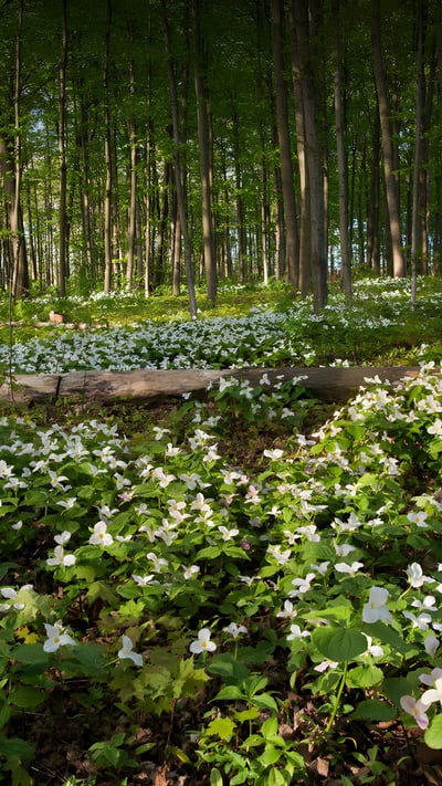 White trilliums blooming in Ontario, Canada (© Jun Zhang/Getty Images) mobile wallpaper