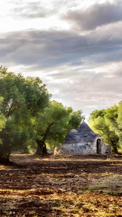 Olive grove, Valle d'Itria, Puglia, Italy (© Massimo Santi/Shutterstock) mobile wallpaper