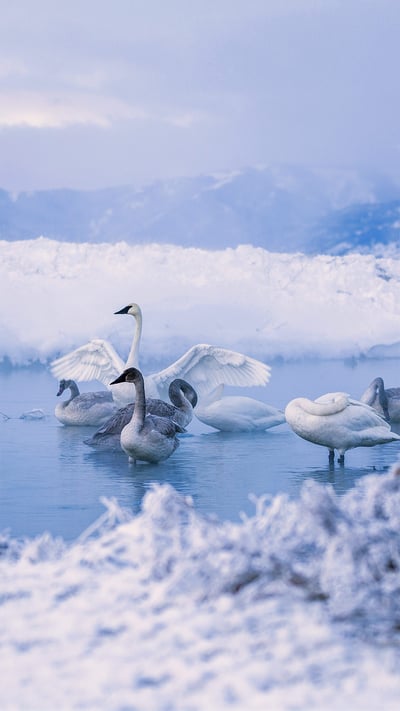 Trumpeter swans at Kelly Warm Springs, near Kelly, Wyoming (© DEEPOL by plainpicture) mobile wallpaper