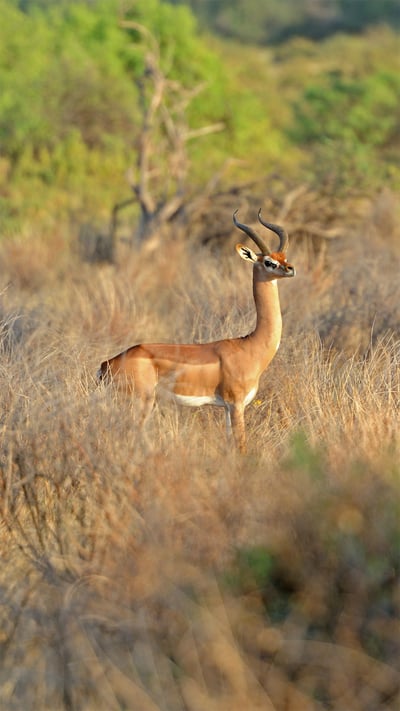 Gerenuk in Tsavo National Parks, Kenya (© Byrdyak/iStock/Getty Images Plus) mobile wallpaper