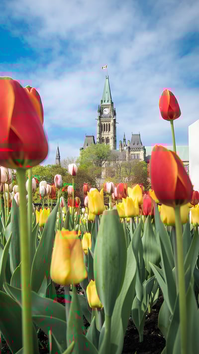 Canadian Tulip Festival in Ottawa (© Danielle Donders/Getty Images) mobile wallpaper