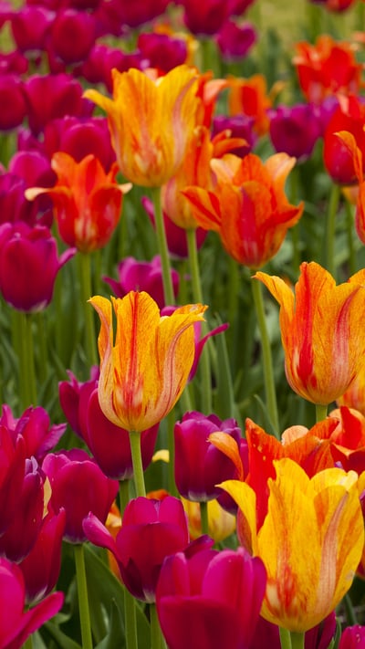 Ottawa Tulip Festival (© imageBROKER/Shutterstock) mobile wallpaper