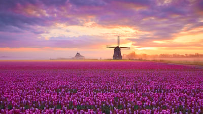 A blooming good time