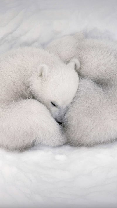 Twin polar bear cubs asleep in a snow den in Wapusk National Park, Manitoba, Canada (© AF archive/Alamy) mobile wallpaper