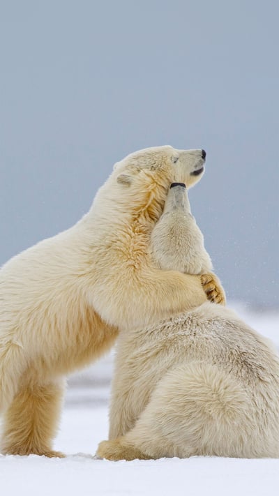 Polar bear cubs playing in Kaktovik, Alaska (© Martin Smart/Alamy) mobile wallpaper