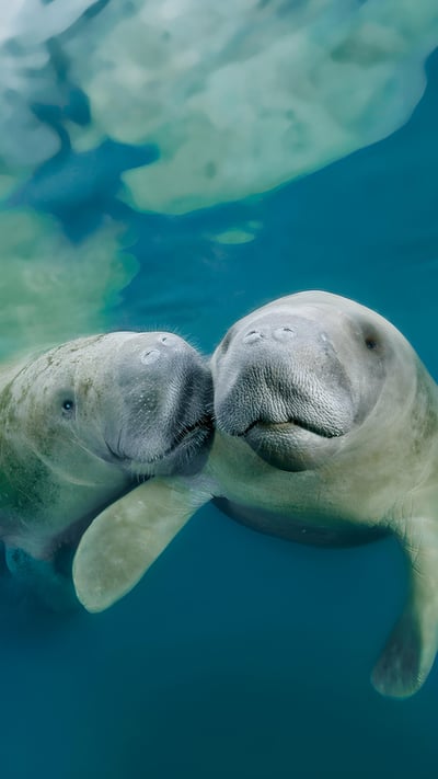 West Indian manatees in Three Sisters Springs, Crystal River National Wildlife Refuge, Florida (© Norbert Probst/Getty Images) mobile wallpaper