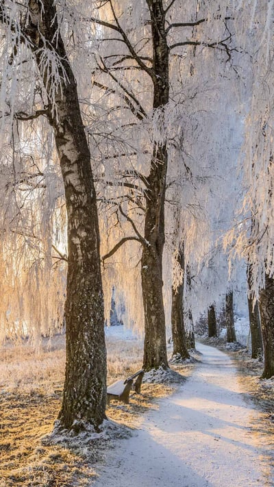 Avenue of Birch Trees near Uffing am Staffelsee, Bavaria, Germany (© Reinhard Schmid/eStock Photo) mobile wallpaper