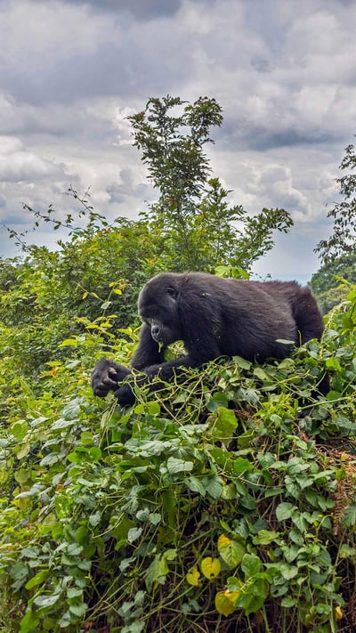 A mountain gorilla eating in a tree in the Bwindi Impenetrable National Park, Uganda (© Robert Haasmann/Minden Pictures) mobile wallpaper