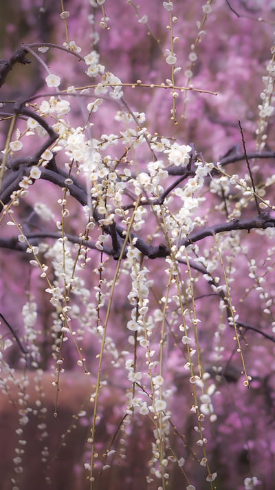乱れて咲くしだれ梅の花, 京都府 京都市 (© EvergreenPlanet/Getty Images) mobile wallpaper