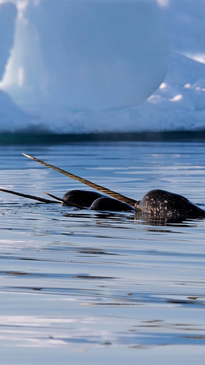 A pod of narwhals near Baffin Island, Nunavut, Canada (© Eric Baccega/Minden Pictures) mobile wallpaper