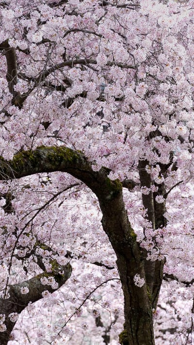Cherry blossom trees in Vancouver (© KarenMassier/Getty Images) mobile wallpaper