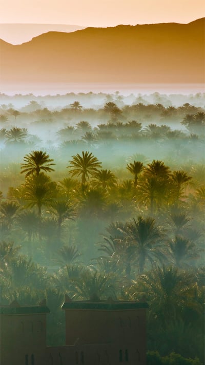 Date palm groves near Zagora, Morocco (© Frans Lemmens/Getty Images) mobile wallpaper
