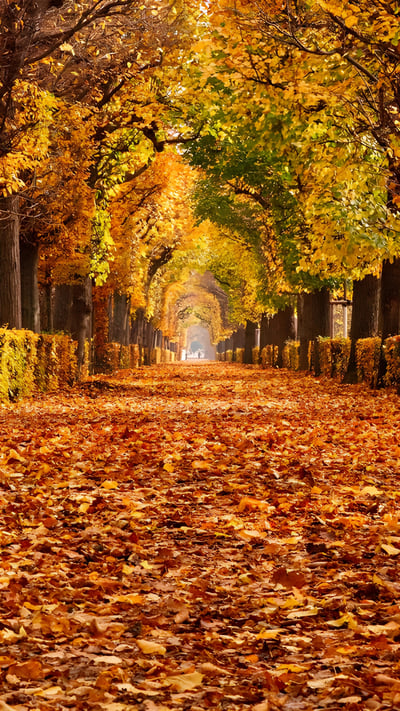 Autumn foliage in Schönbrunn Palace Park, Vienna, Austria (© rusm/Getty Images) mobile wallpaper