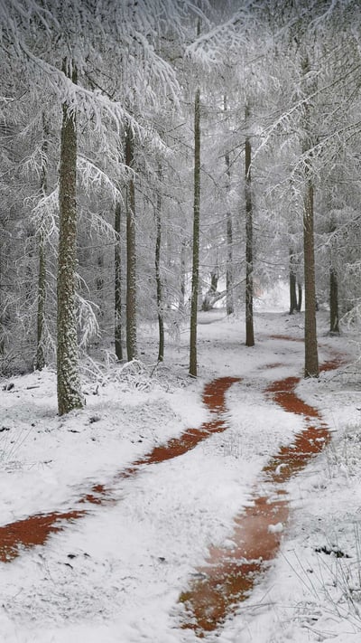 Northern Vosges Regional Nature Park, France (© Michel Rauch/Minden Pictures) mobile wallpaper