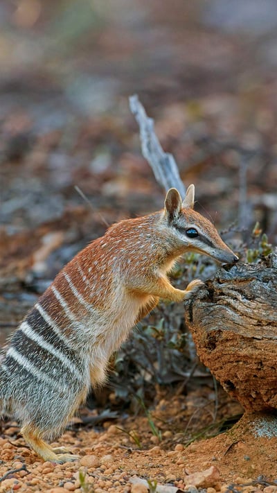 Female numbat in Brookton, Western Australia (© Martin Willis/Minden Pictures) mobile wallpaper